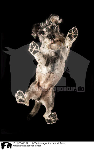 Mittelschnauzer von unten / Standard Schnauzer from below / MT-01389