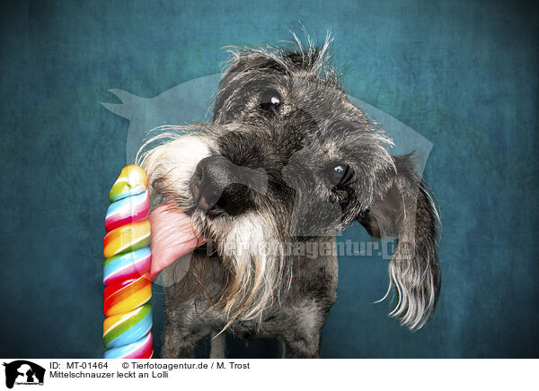 Mittelschnauzer leckt an Lolli / MT-01464