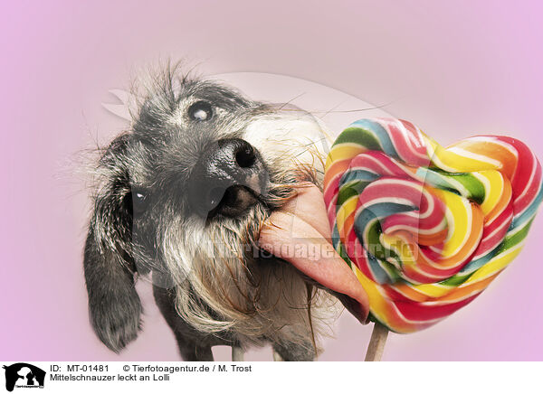 Mittelschnauzer leckt an Lolli / MT-01481