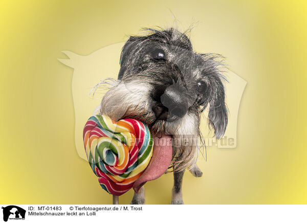 Mittelschnauzer leckt an Lolli / MT-01483