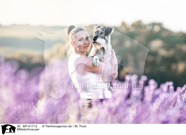 Mittelschnauzer / standard schnauzer / MT-01712