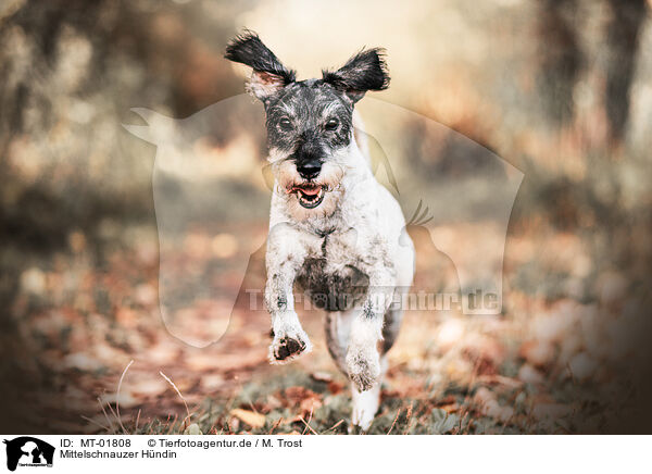 Mittelschnauzer Hndin / MT-01808