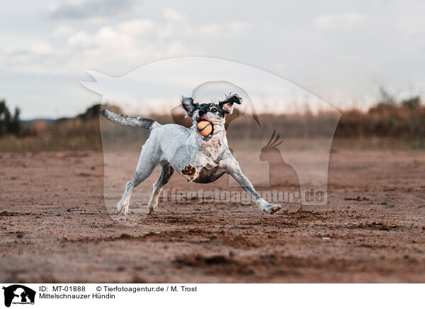 Mittelschnauzer Hndin / female Standard Schnauzer / MT-01888