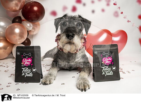 Mittelschnauzer / Standard Schnauzer / MT-02009