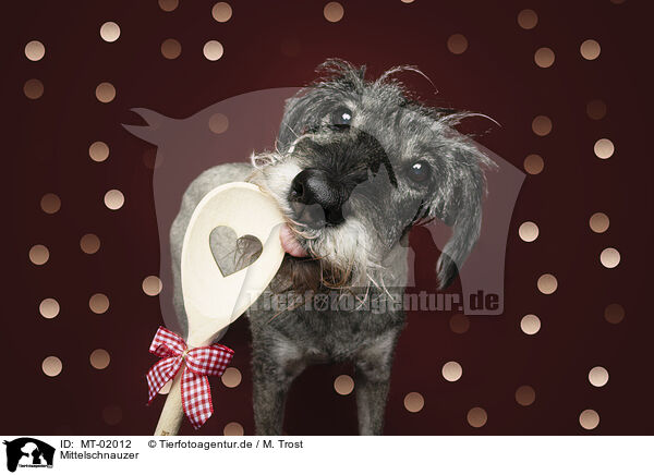 Mittelschnauzer / Standard Schnauzer / MT-02012
