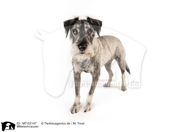 Mittelschnauzer / Standard Schnauzer / MT-02147