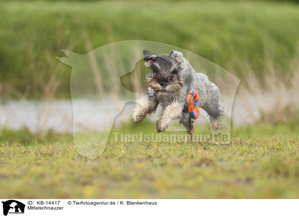 Mittelschnauzer / KB-14417