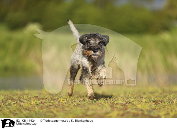 Mittelschnauzer / KB-14424