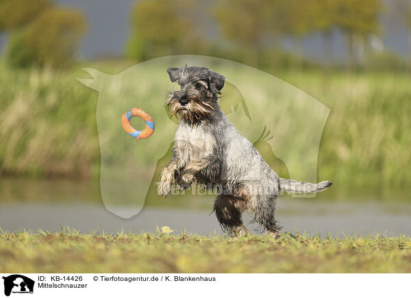 Mittelschnauzer / KB-14426