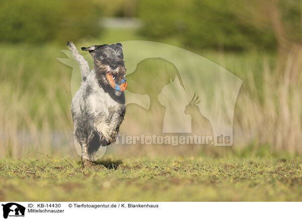 Mittelschnauzer / KB-14430