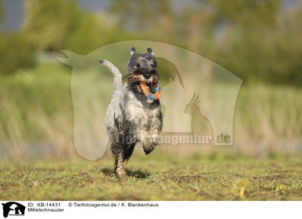 Mittelschnauzer / Standard Schnauzer / KB-14431