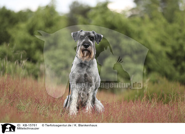 Mittelschnauzer / KB-15761