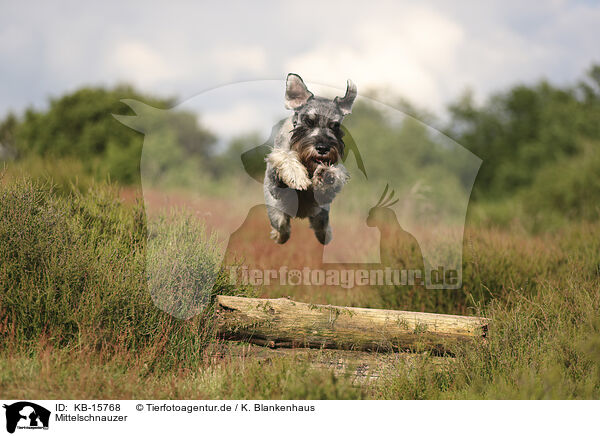 Mittelschnauzer / KB-15768