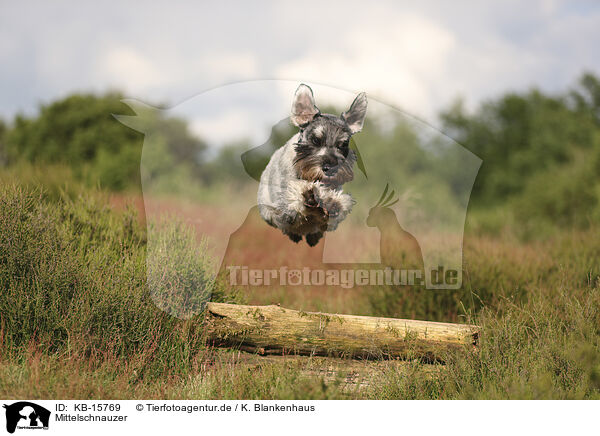 Mittelschnauzer / KB-15769