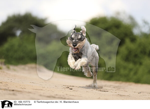 Mittelschnauzer / KB-15773