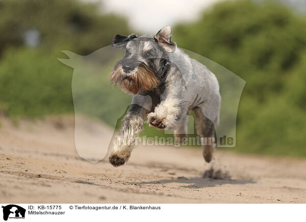 Mittelschnauzer / KB-15775