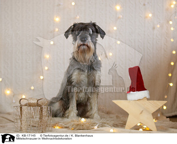 Mittelschnauzer in Weihnachtsdekoration / KB-17145