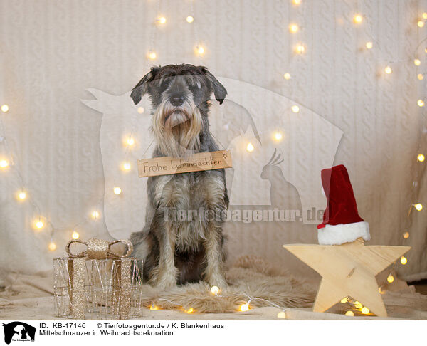 Mittelschnauzer in Weihnachtsdekoration / Standard Schnauzer in christmas decoration / KB-17146