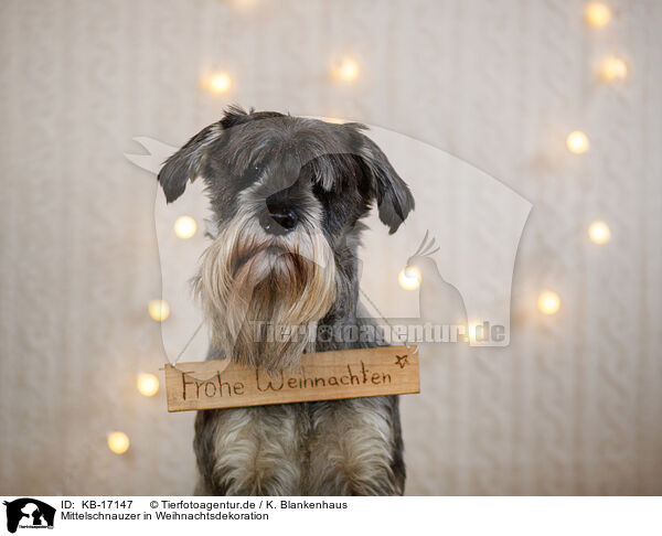 Mittelschnauzer in Weihnachtsdekoration / Standard Schnauzer in christmas decoration / KB-17147