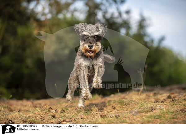 Mittelschnauzer / Standard Schnauzer / KB-19399