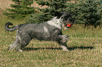 Mittelschnauzer spielt mit Ball