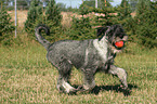 Mittelschnauzer spielt mit Ball