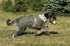 Mittelschnauzer spielt mit Ball