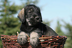 Mittelschnauzer Welpe im Krbchen