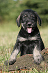 Mittelschnauzer Welpe