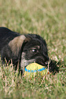 spielender Mittelschnauzer Welpe