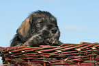 Mittelschnauzer Welpe im Krbchen