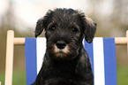 Mittelschnauzer Welpe