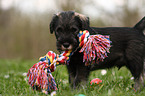 spielender Mittelschnauzer Welpe