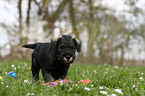 Mittelschnauzer Welpe