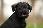 Mittelschnauzer Welpe