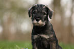 Mittelschnauzer Welpe