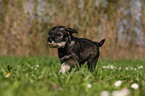 rennender Mittelschnauzer Welpe