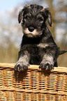 Mittelschnauzer Welpe