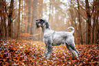 Mittelschnauzer im Herbst