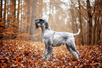 Mittelschnauzer im Herbst