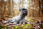 Mittelschnauzer im Herbst