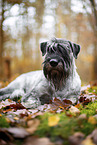 Mittelschnauzer im Herbst