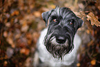 Mittelschnauzer im Herbst