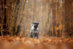 Mittelschnauzer im Herbst