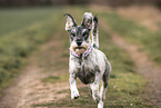 Mittelschnauzer