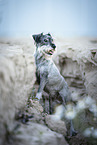 Mittelschnauzer Hndin