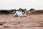 Mittelschnauzer Hndin