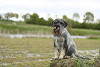 Mittelschnauzer