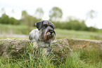 Mittelschnauzer