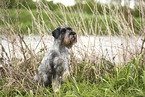 Mittelschnauzer